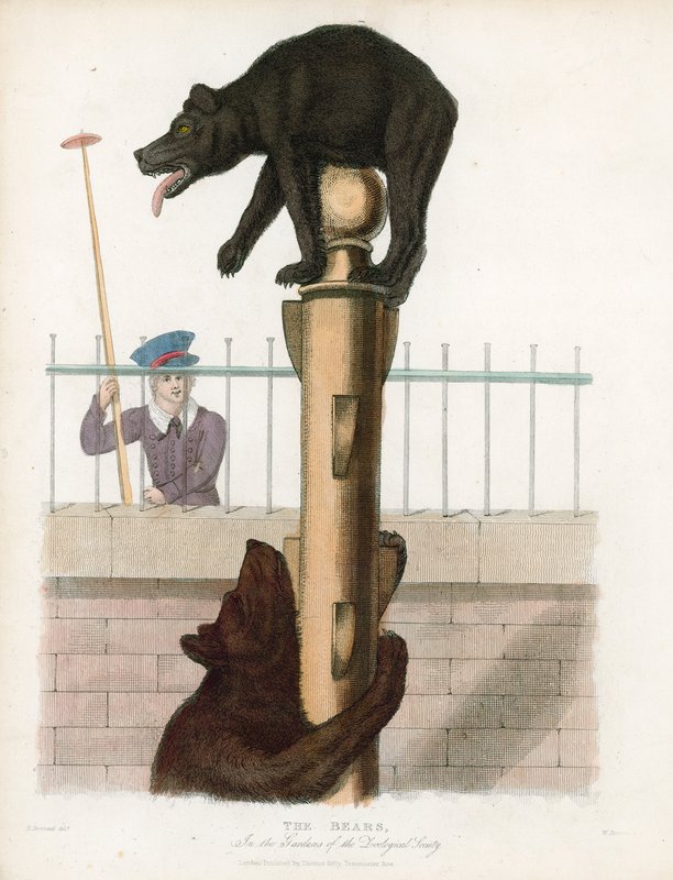 Bear Pit, London Zoological Gardens, Regents Park av English School