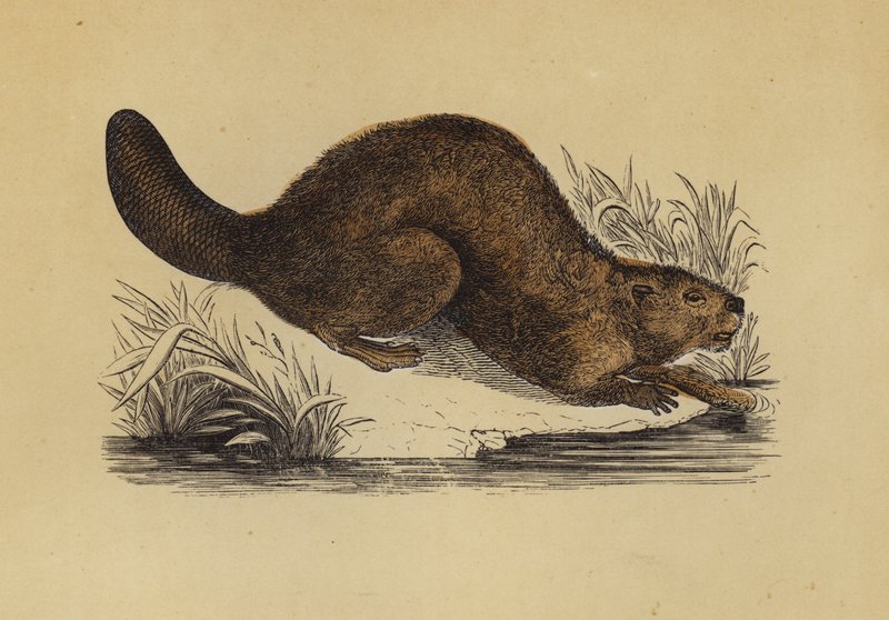 Bever (farge litho) av English School
