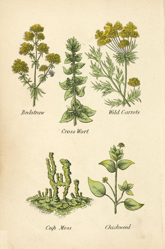 Sengehalm, korsurt, ville gulrøtter, koppmose, kyllingveis (farge litho) av English School
