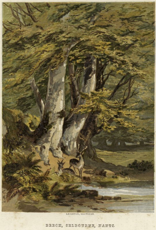 Bøketrær, nær Selborne, Hampshire av English School