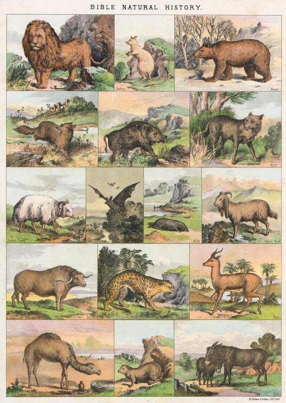 Bibelens naturhistorie av English School