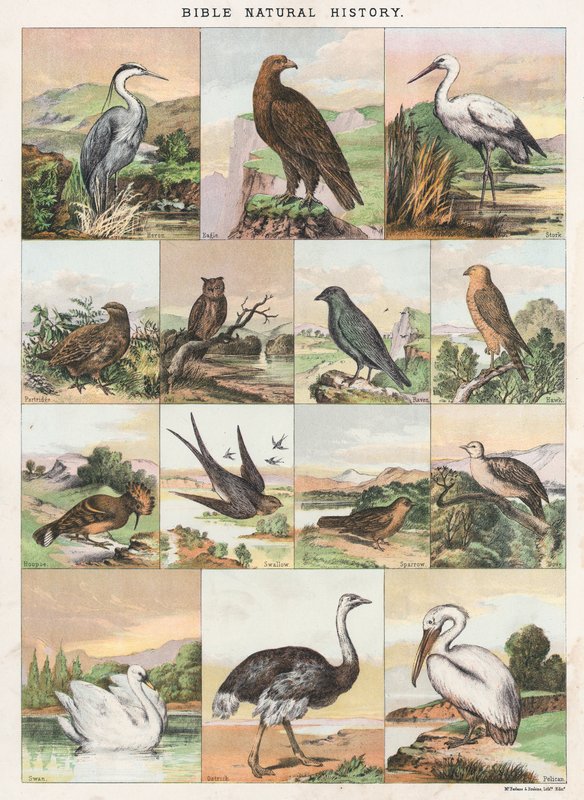 Bibelens naturhistorie av English School