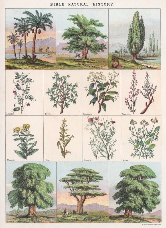 Bibelens naturhistorie av English School