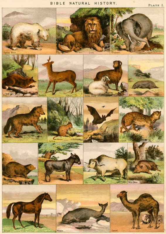 Bibelens naturhistorie av English School