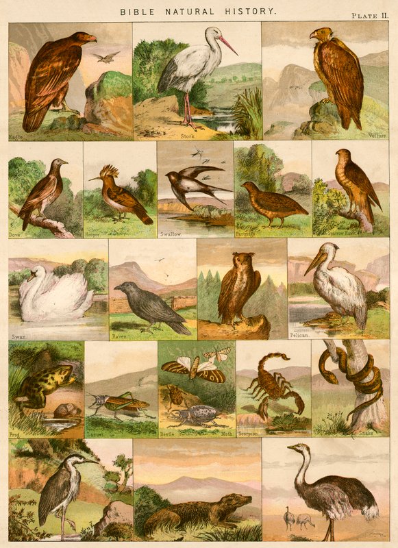 Bibelens naturhistorie av English School