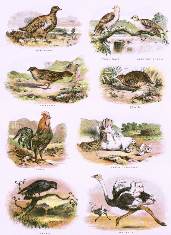 Bibelsk naturhistorie av English School