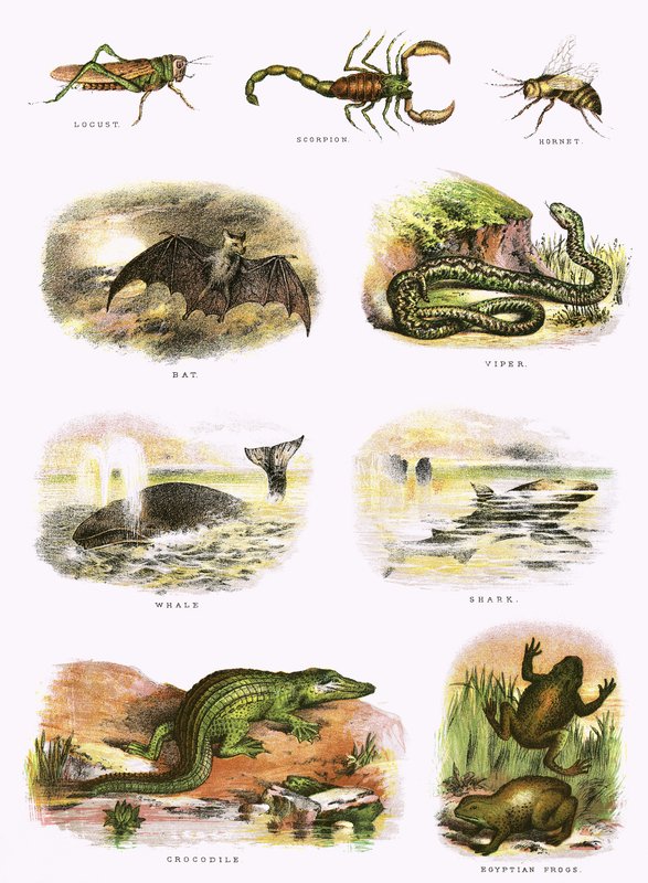 Bibelsk naturhistorie av English School