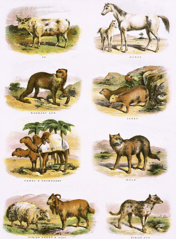 Bibelsk naturhistorie av English School
