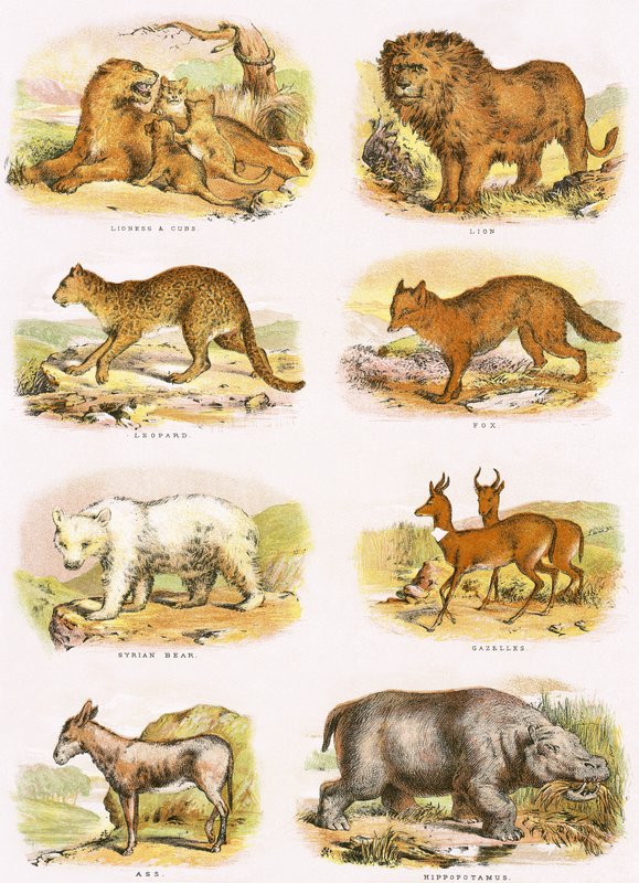 Bibelsk naturhistorie av English School