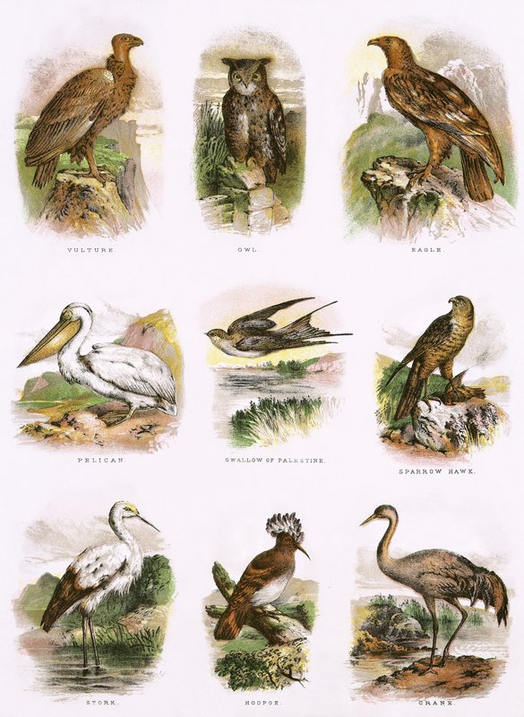 Bibelsk naturhistorie av English School