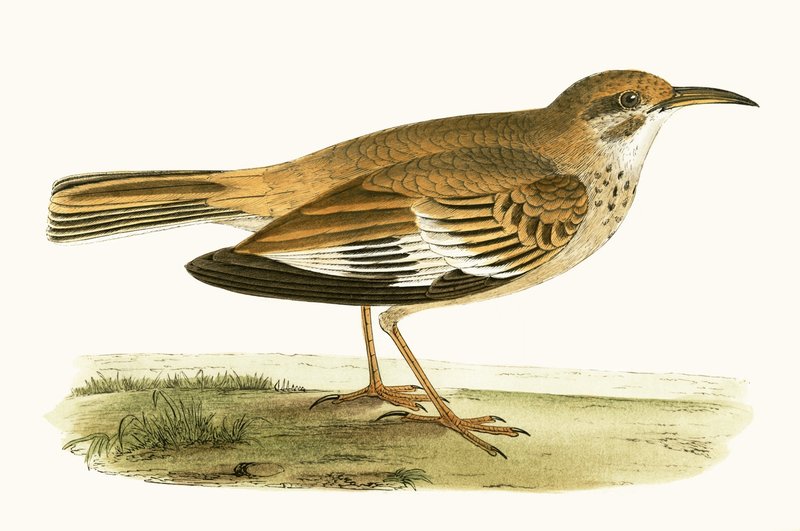 Bifasciated Lark, illustrasjon fra 
