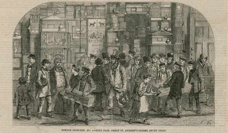 Fuglemesse, Great St Andrews Street, Seven Dials, London av English School