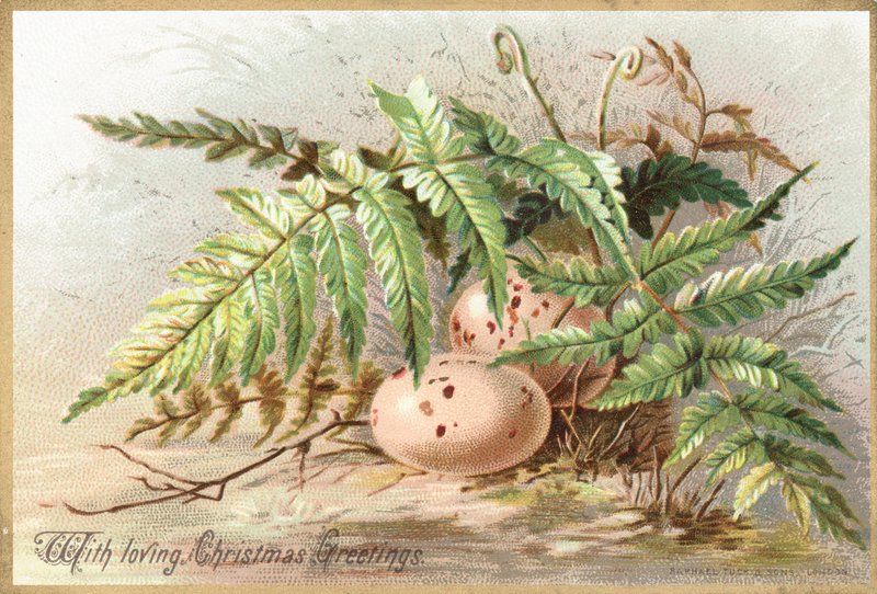 Fugleegg, julekort av English School