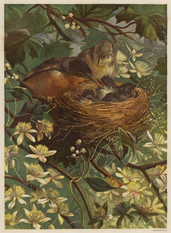 Fugler som mater ungene sine i et reir (farge litho) av English School