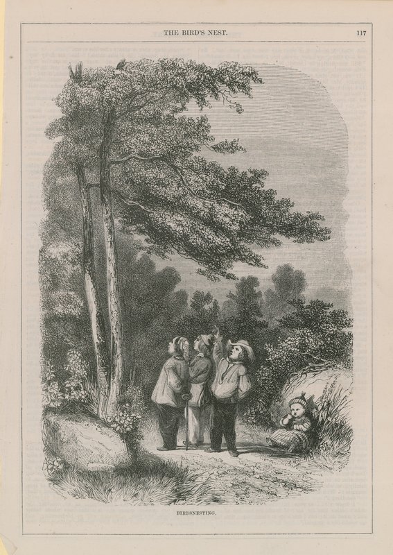 Fuglehekking av English School
