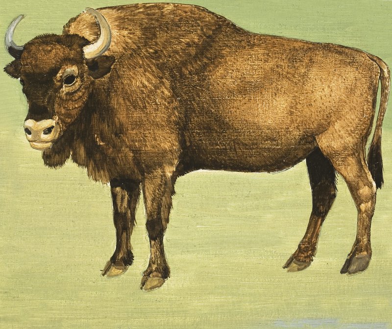 Bison eller American Buffalo av English School