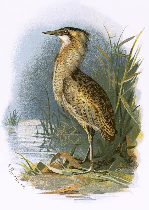Bittern av English School
