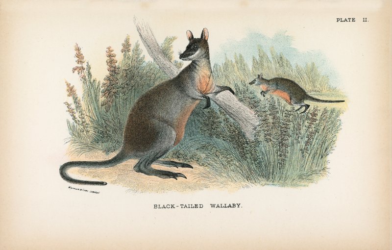 Black-tailed Wallaby av English School