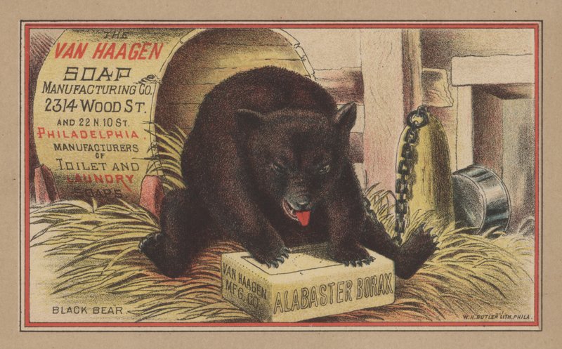 Black Bear (farge litho) av English School