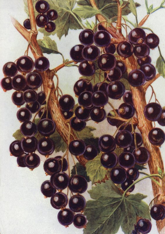 Solbær "Daniels' September" (farge litho) av English School