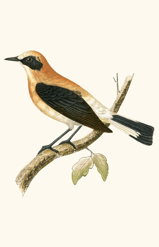 Black Eared Wheatear, illustrasjon fra 