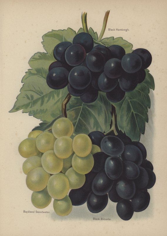 Black Hamburgh, Buckland Sweetwater, Black Alicante av English School