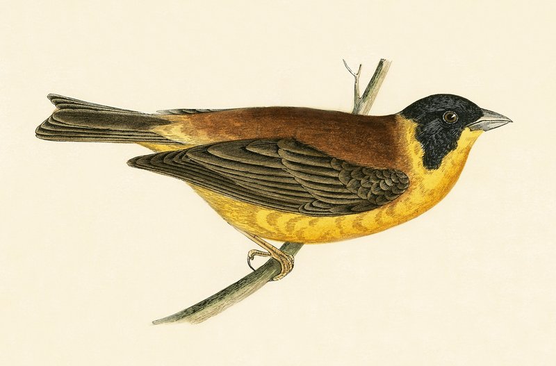 Black Headed Bunting, illustrasjon fra 
