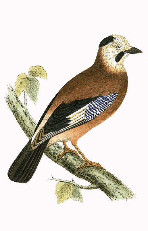 Black Headed Jay, illustrasjon fra 