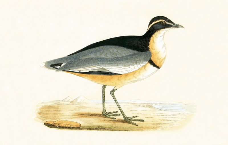 Black Headed Plover, illustrasjon fra 