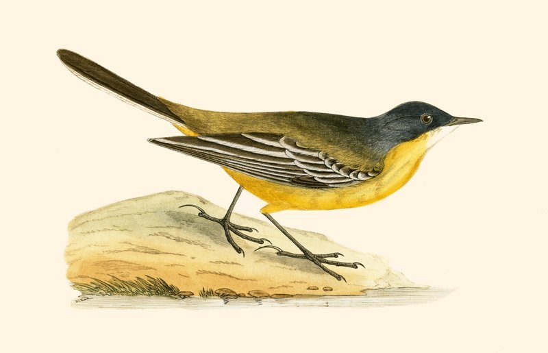 Black Headed Yellow Wagtail, illustrasjon fra 'A History of the Birds of Europe Not Observed in the British Isles' av Charles Robert Bree (1811-86), utgitt 1867 av English School