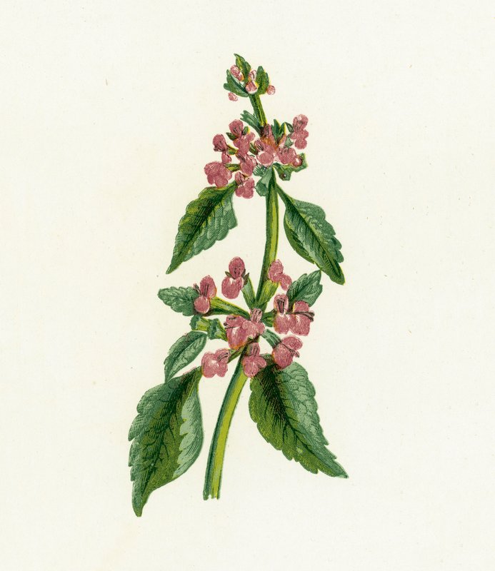 Black Horehound, Ballota Nigra av English School