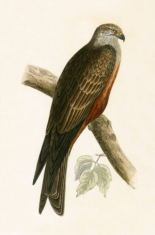 Black Kite, illustrasjon fra 