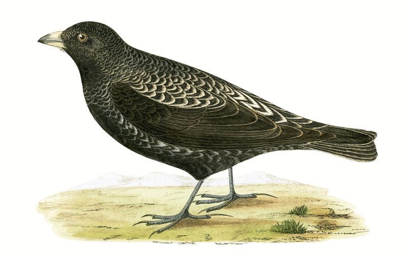 Black Lark, illustrasjon fra 