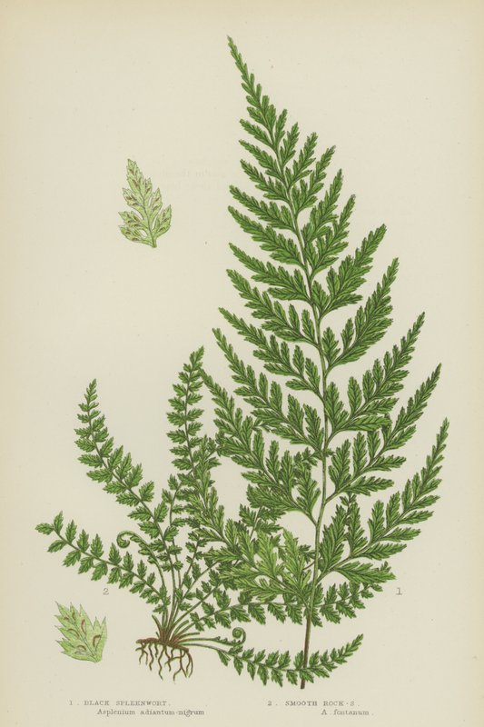 Svart milturt, glatt stein-milturt (farge litho) av English School