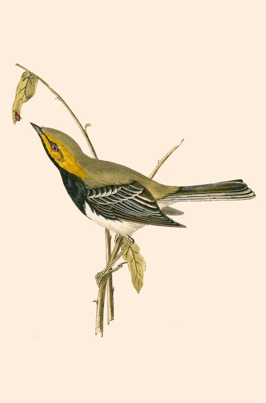Black Throated Warbler, illustrasjon fra 