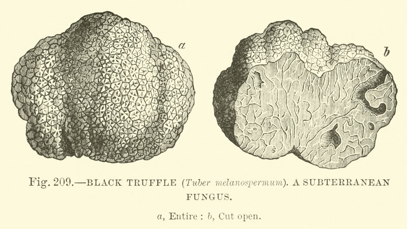 Svart trøffel (Tuber melanospermum); En underjordisk sopp av English School