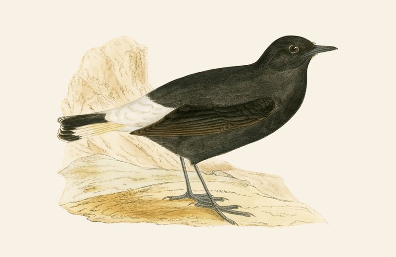 Black Wheatear, illustrasjon fra 