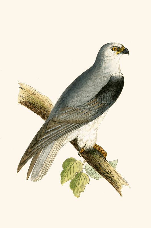 Black Winged Kite, illustrasjon fra 