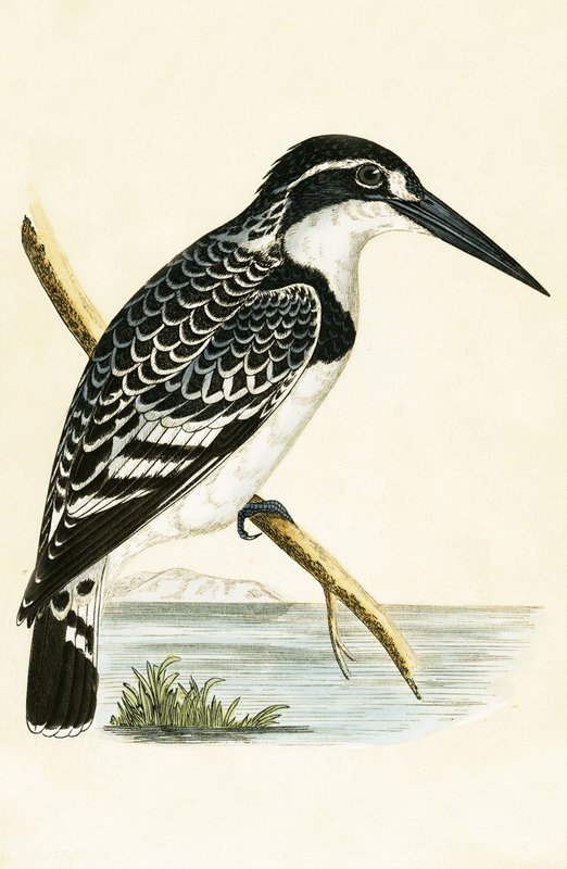 Black and White Kingfisher, illustrasjon fra 