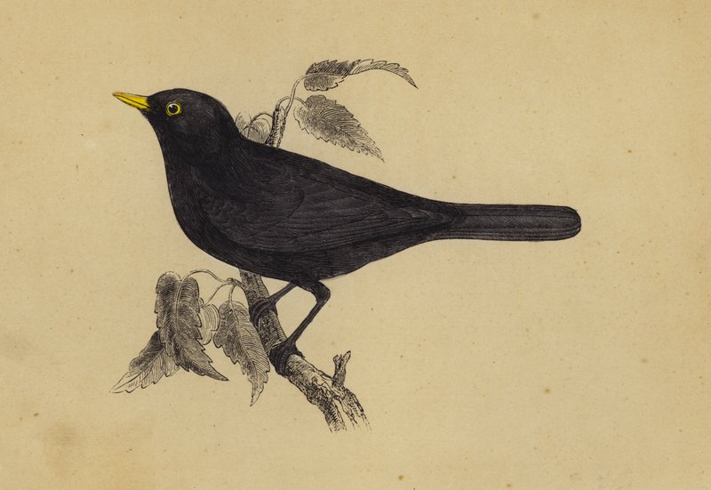 Blackbird (farge litho) av English School