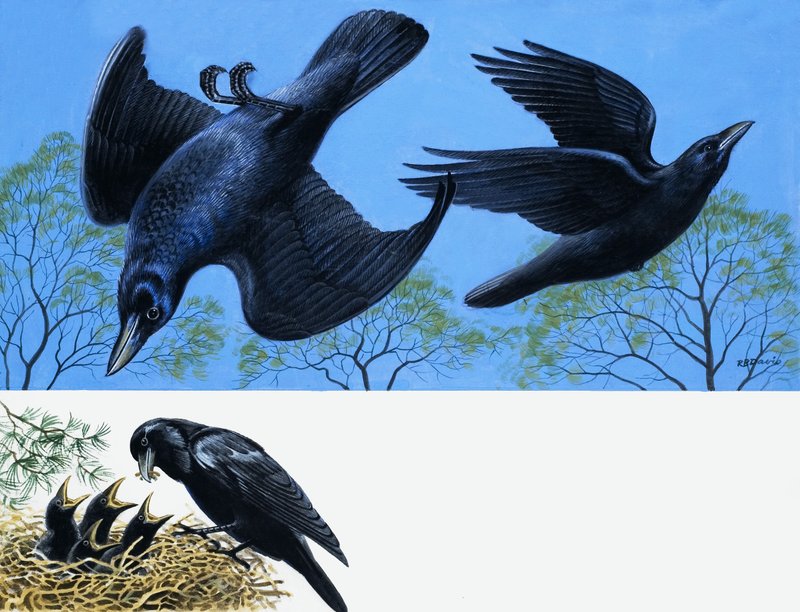 Blackbirds av English School