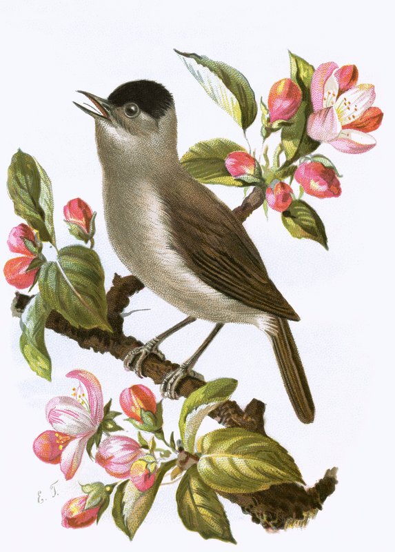 Blackcap av English School