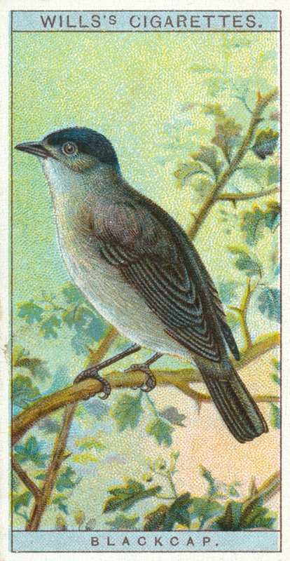 Blackcap av English School