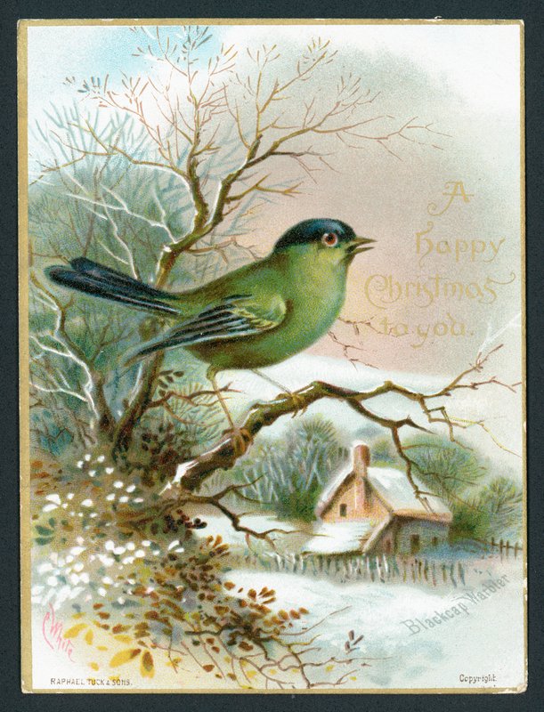 Blackcap Warbler, julekort av English School