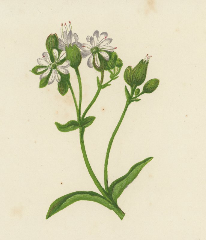 Blære Campion, eller Catchfly, Silene Inflata (farge litho) av English School