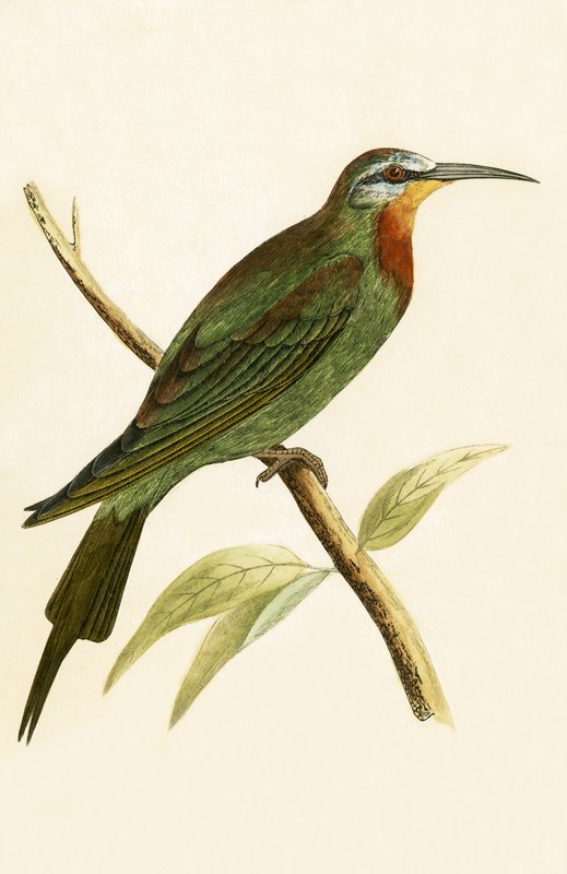 Blue Cheeked Bee Eater, illustrasjon fra 