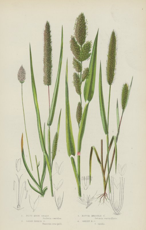 Blue Moor Grass, Loose Panick Grass, Groft Bust Grass, Green Bristle Grass (farge litho) av English School