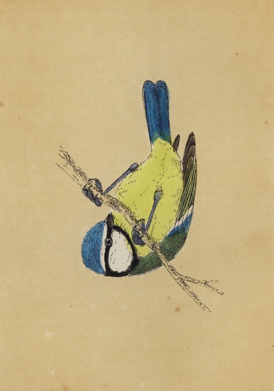 Blåmeis (farge litho) av English School