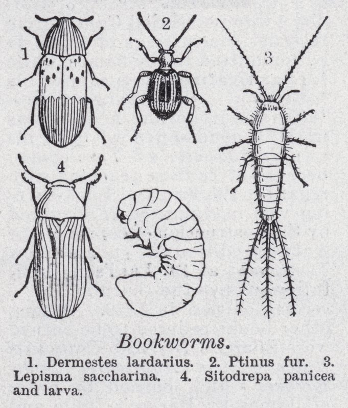 Bokorm (litho) av English School