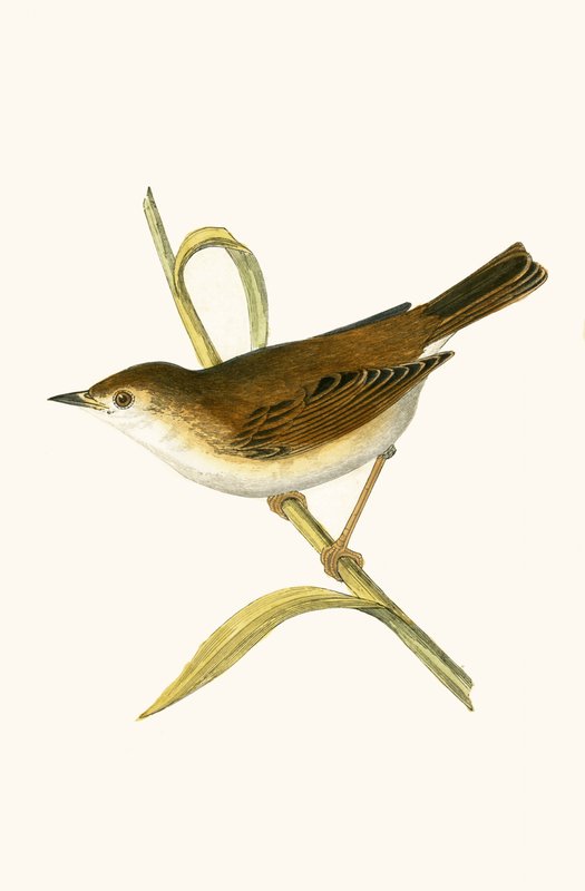 Booted Reed Warbler, illustrasjon fra 